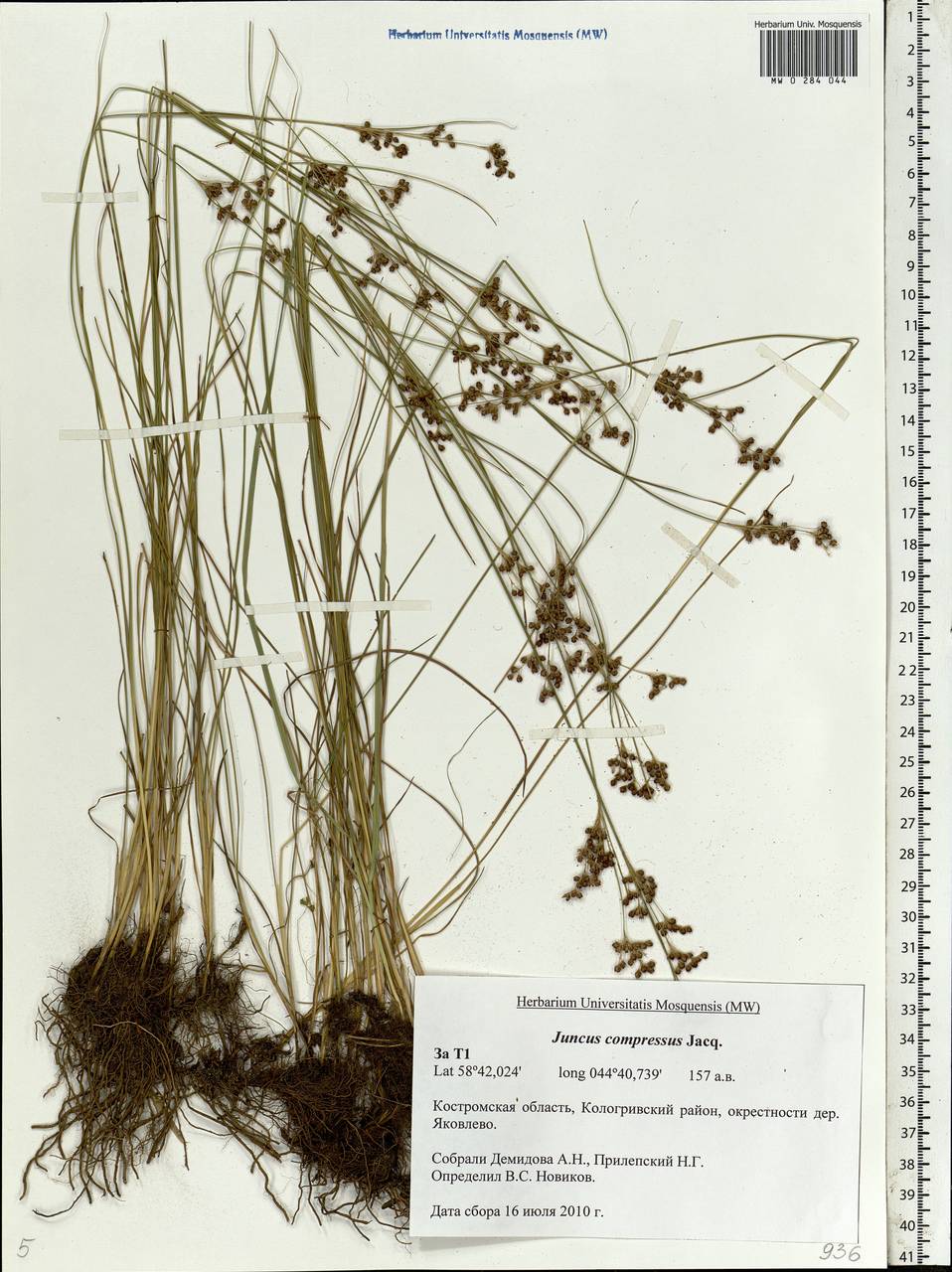 Juncus compressus Jacq., Eastern Europe, Central forest region (E5) (Russia)