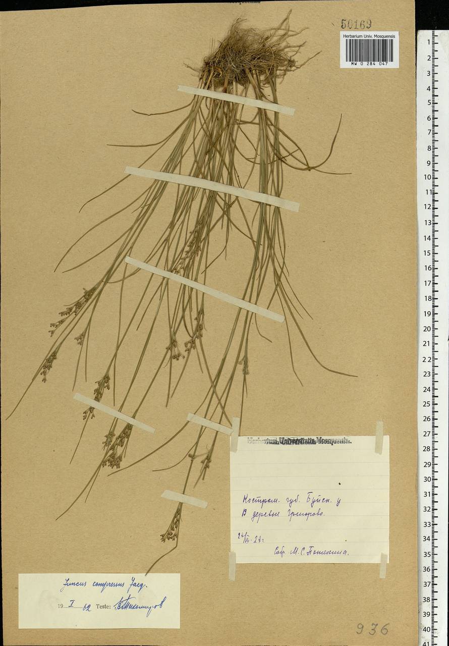 Juncus compressus Jacq., Eastern Europe, Central forest region (E5) (Russia)