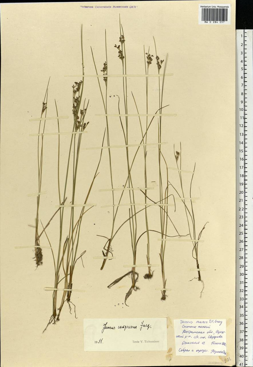 Juncus compressus Jacq., Eastern Europe, Central forest region (E5) (Russia)