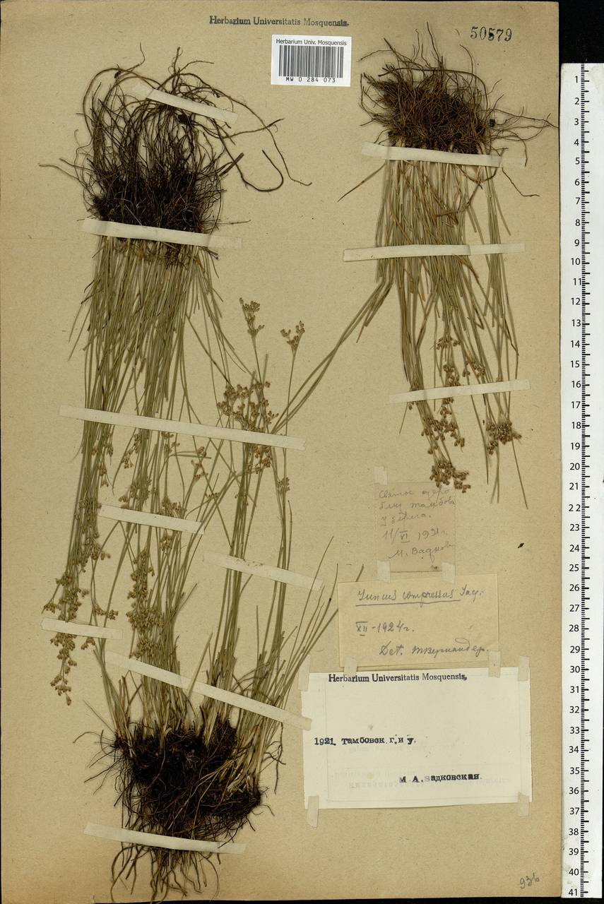 Juncus compressus Jacq., Eastern Europe, Central forest-and-steppe region (E6) (Russia)