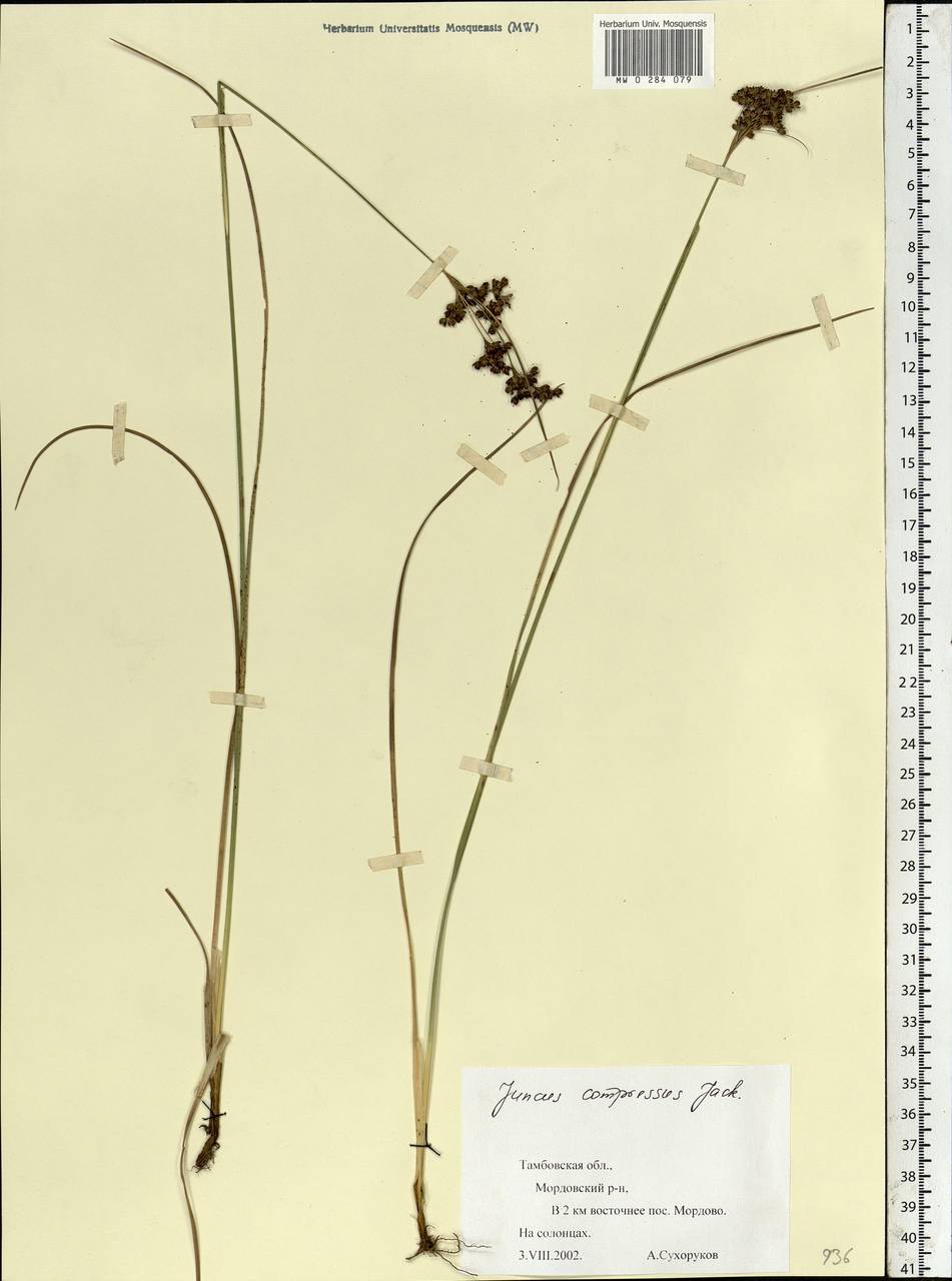Juncus compressus Jacq., Eastern Europe, Central forest-and-steppe region (E6) (Russia)