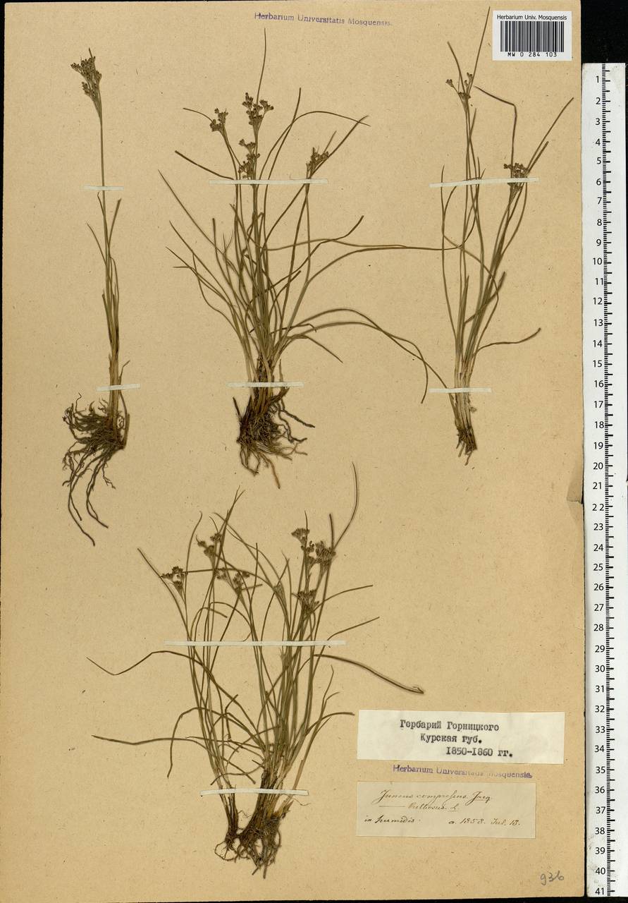 Juncus compressus Jacq., Eastern Europe, Central forest-and-steppe region (E6) (Russia)