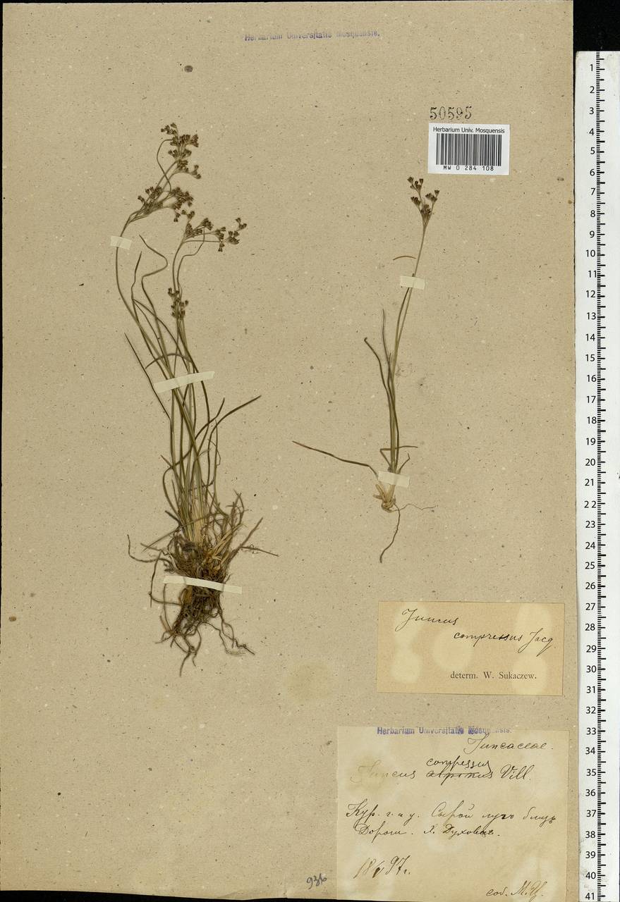 Juncus compressus Jacq., Eastern Europe, Central forest-and-steppe region (E6) (Russia)