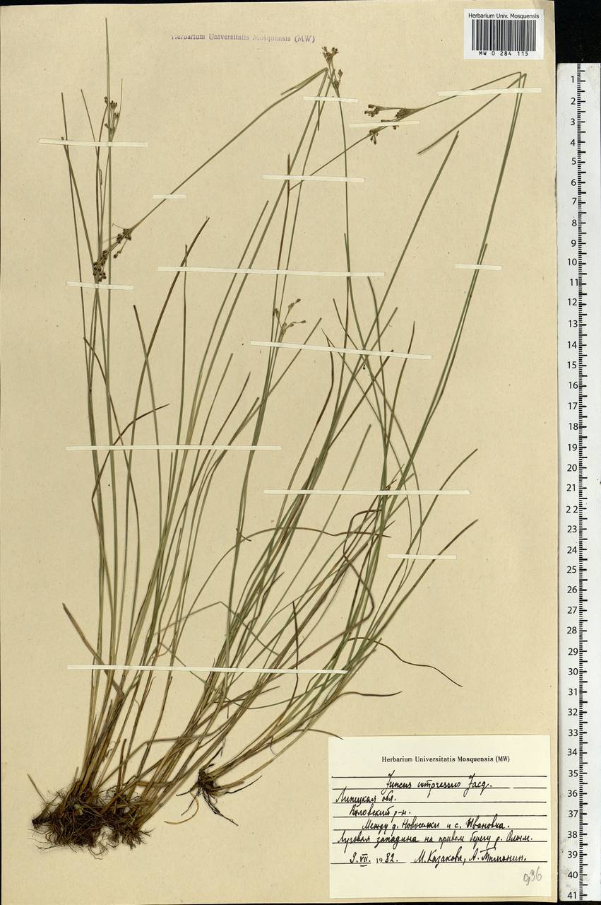 Juncus compressus Jacq., Eastern Europe, Central forest-and-steppe region (E6) (Russia)