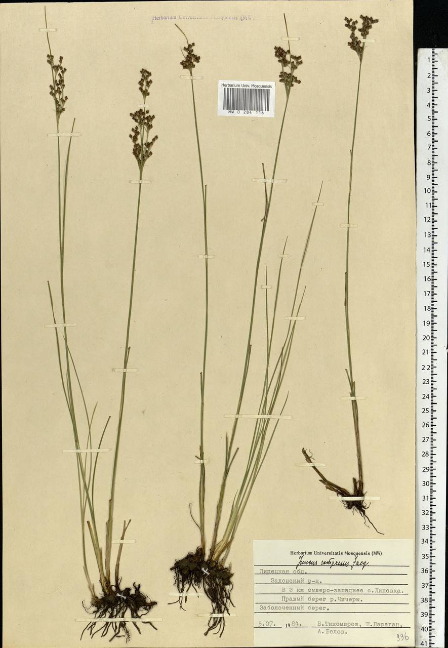 Juncus compressus Jacq., Eastern Europe, Central forest-and-steppe region (E6) (Russia)