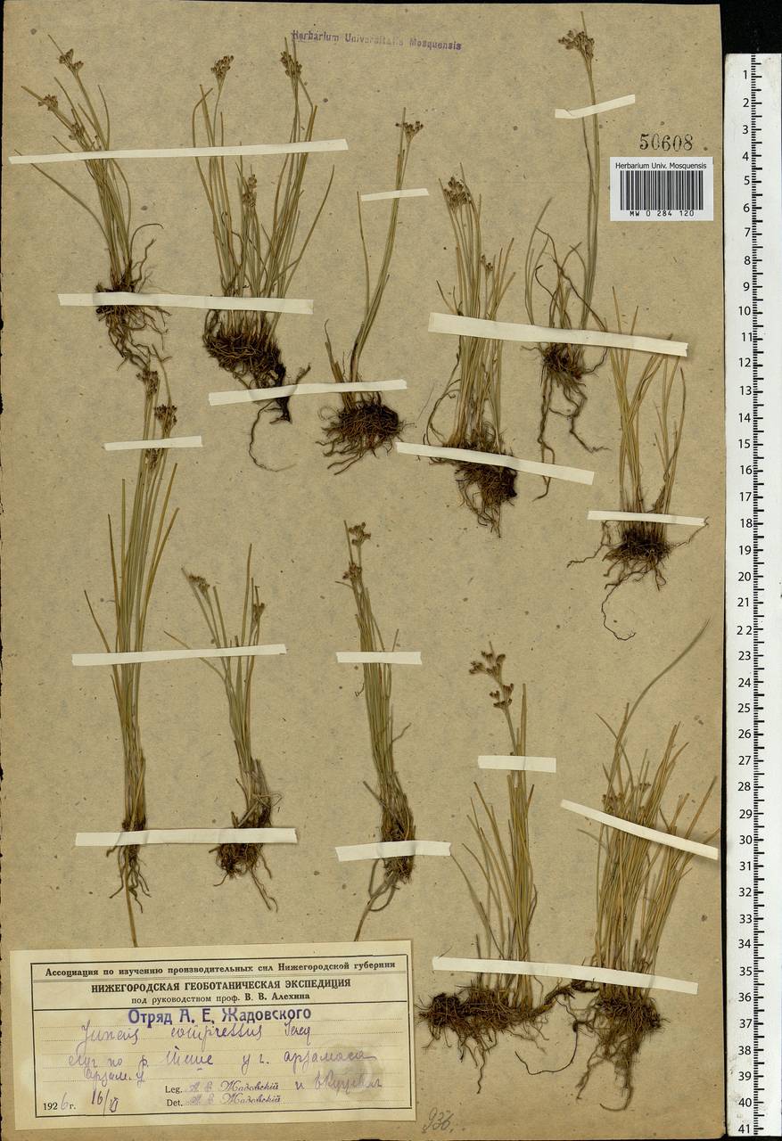 Juncus compressus Jacq., Eastern Europe, Volga-Kama region (E7) (Russia)