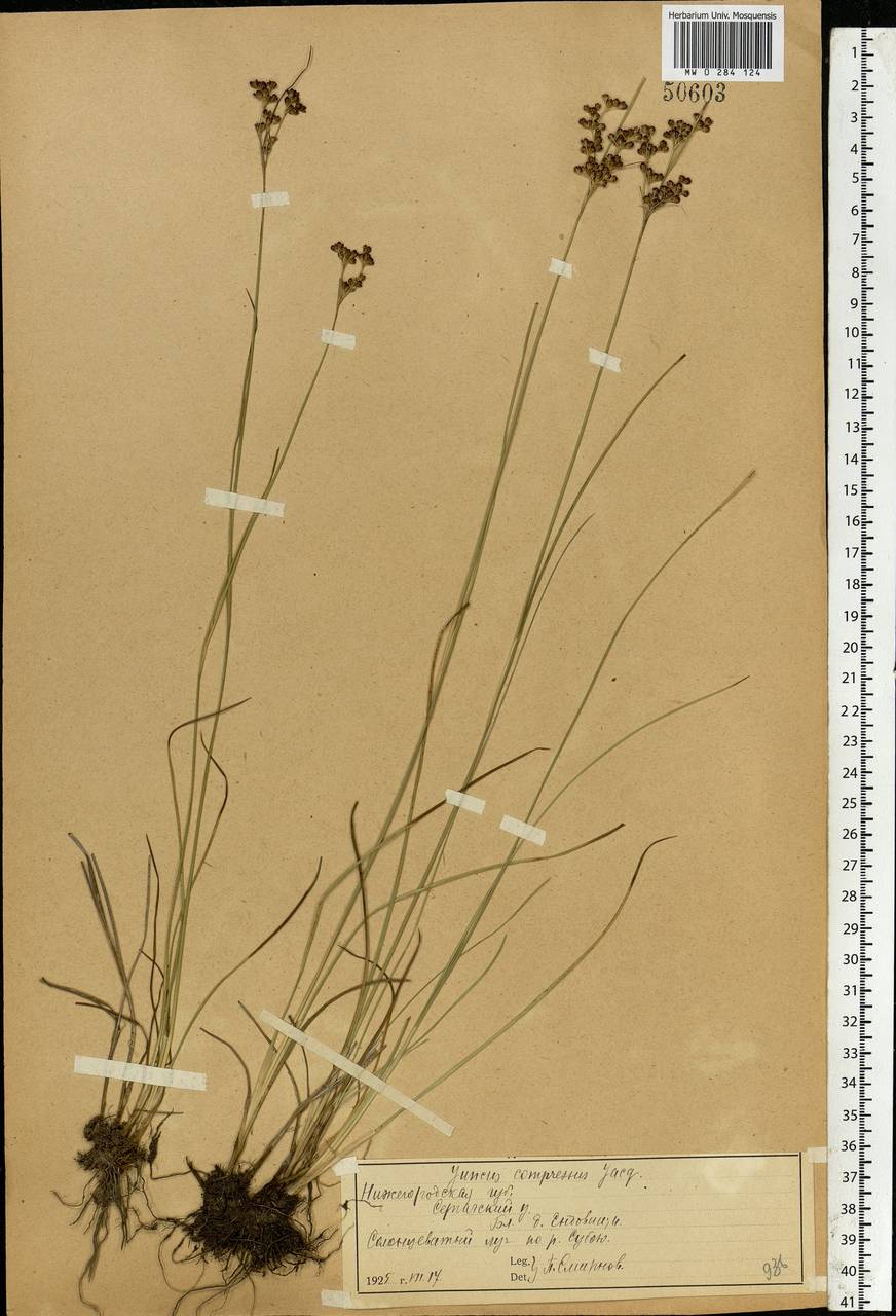 Juncus compressus Jacq., Eastern Europe, Volga-Kama region (E7) (Russia)