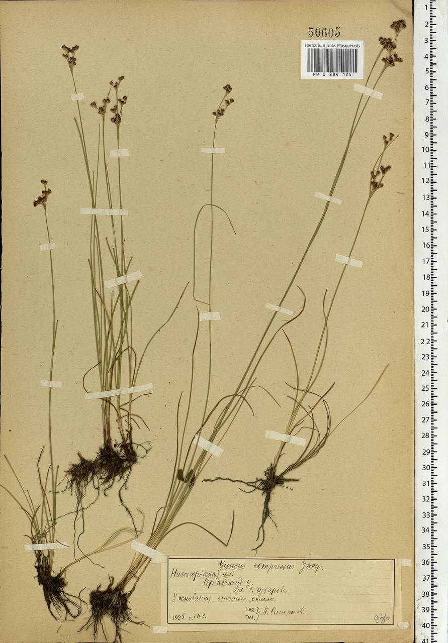 Juncus compressus Jacq., Eastern Europe, Volga-Kama region (E7) (Russia)