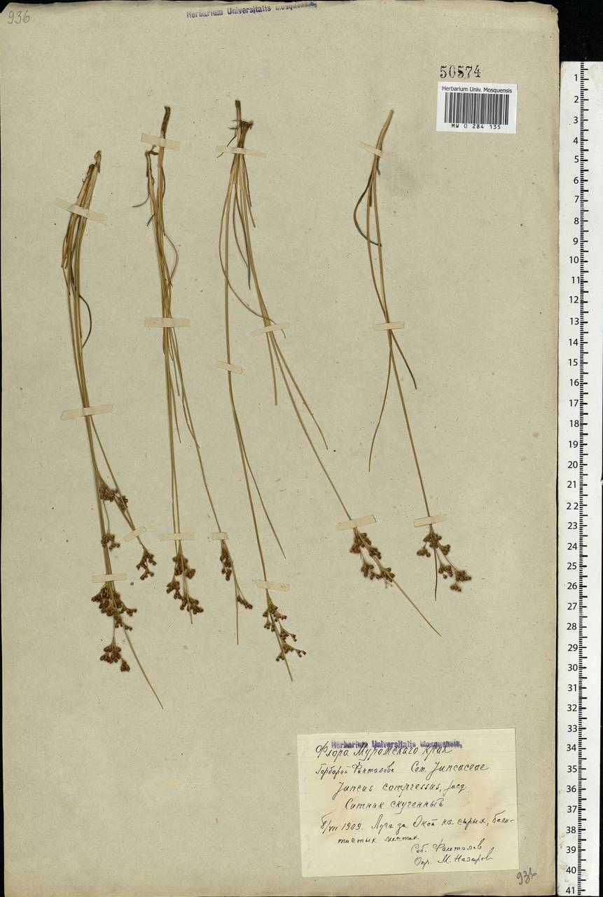 Juncus compressus Jacq., Eastern Europe, Central region (E4) (Russia)
