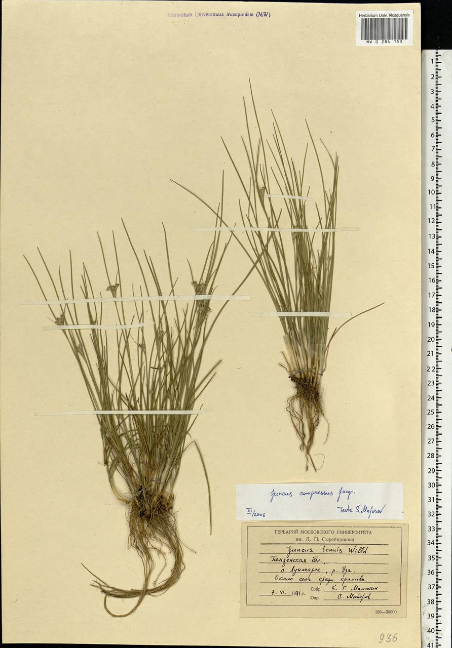Juncus compressus Jacq., Eastern Europe, Middle Volga region (E8) (Russia)
