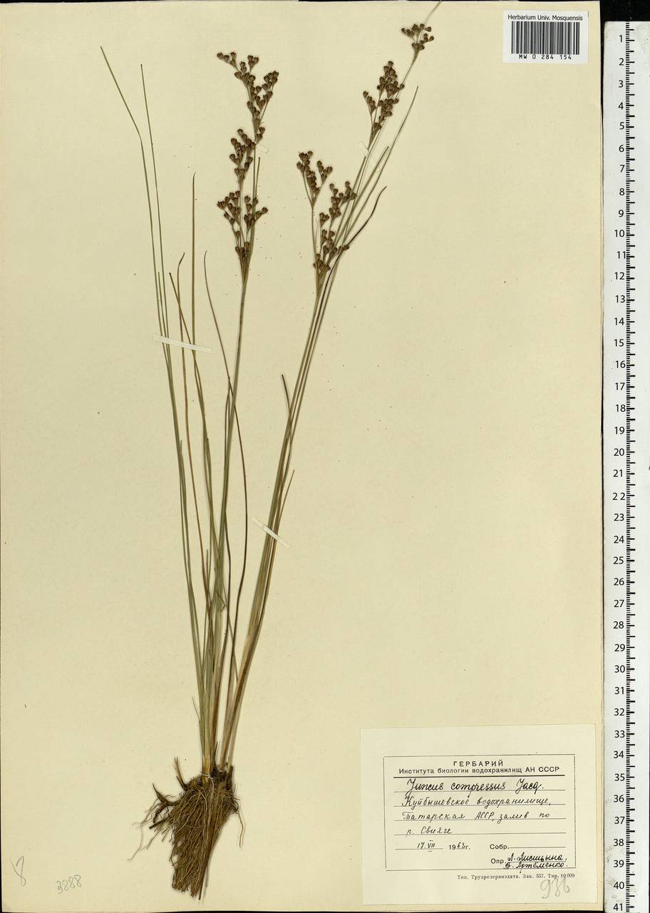 Juncus compressus Jacq., Eastern Europe, Middle Volga region (E8) (Russia)