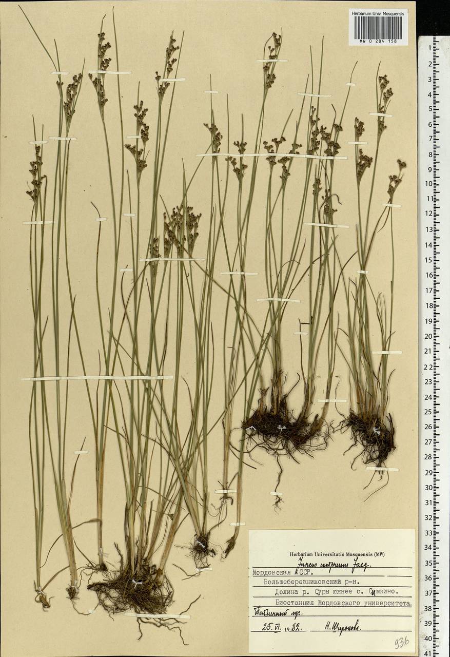 Juncus compressus Jacq., Eastern Europe, Middle Volga region (E8) (Russia)