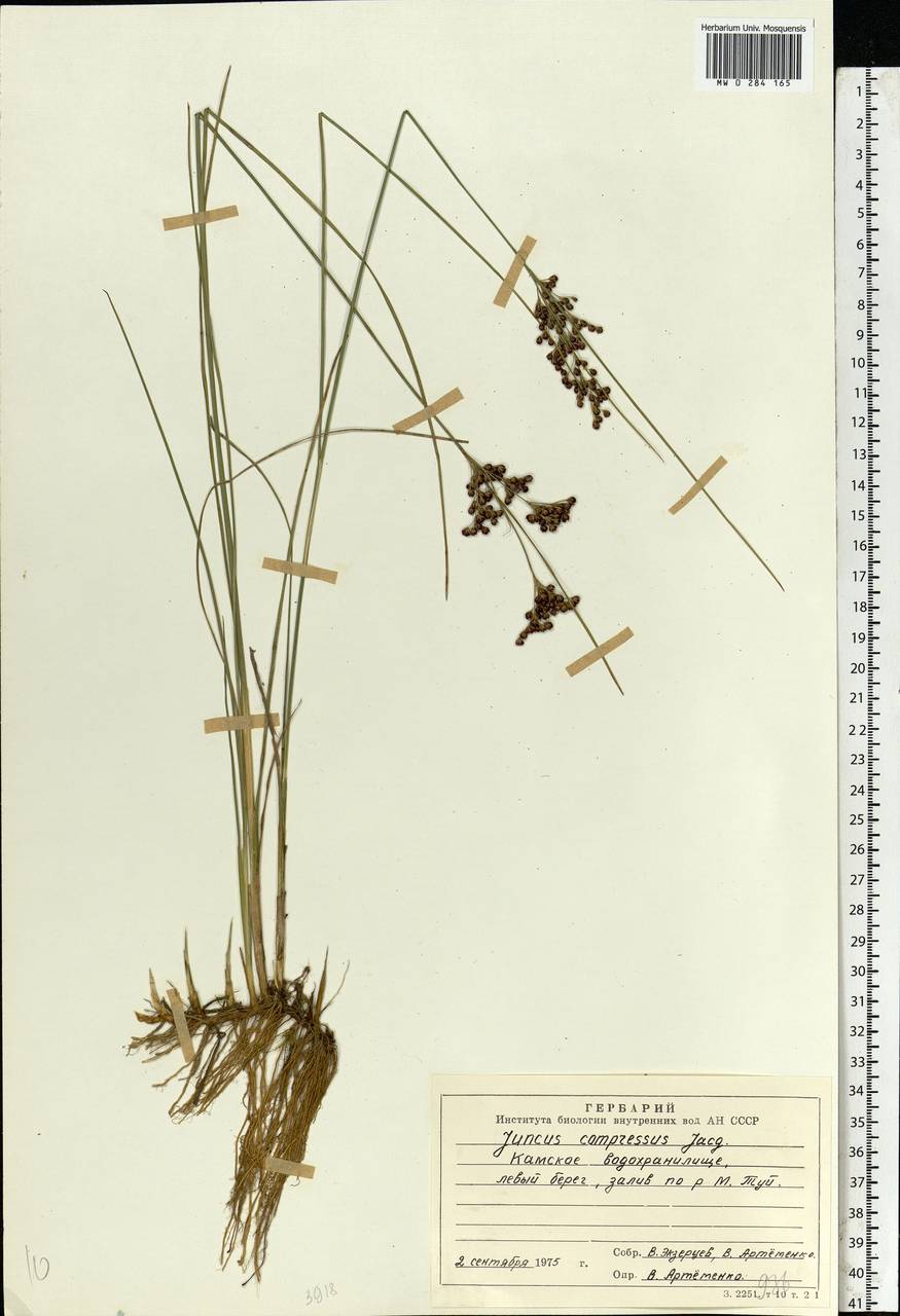 Juncus compressus Jacq., Eastern Europe, Eastern region (E10) (Russia)