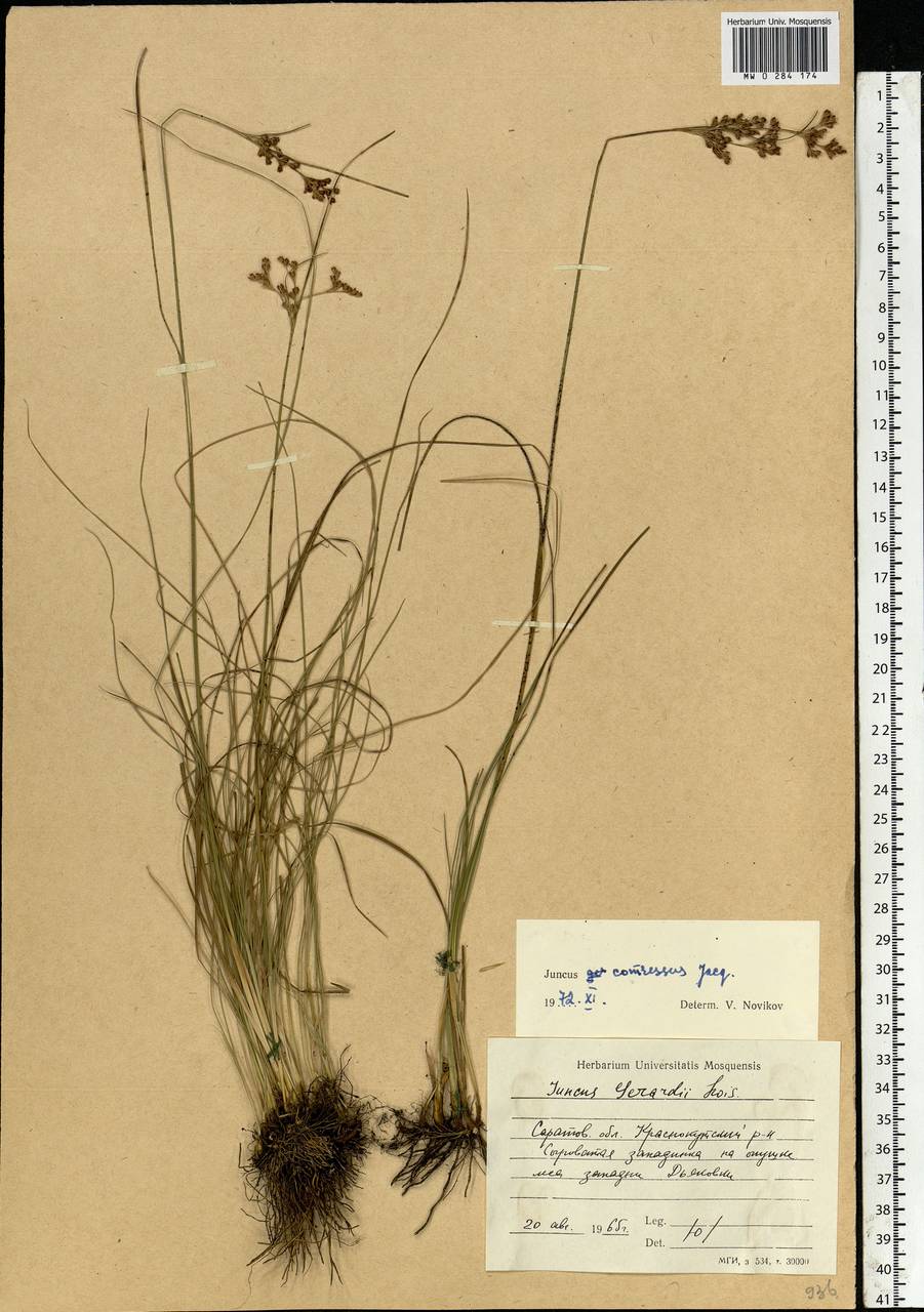 Juncus compressus Jacq., Eastern Europe, Lower Volga region (E9) (Russia)