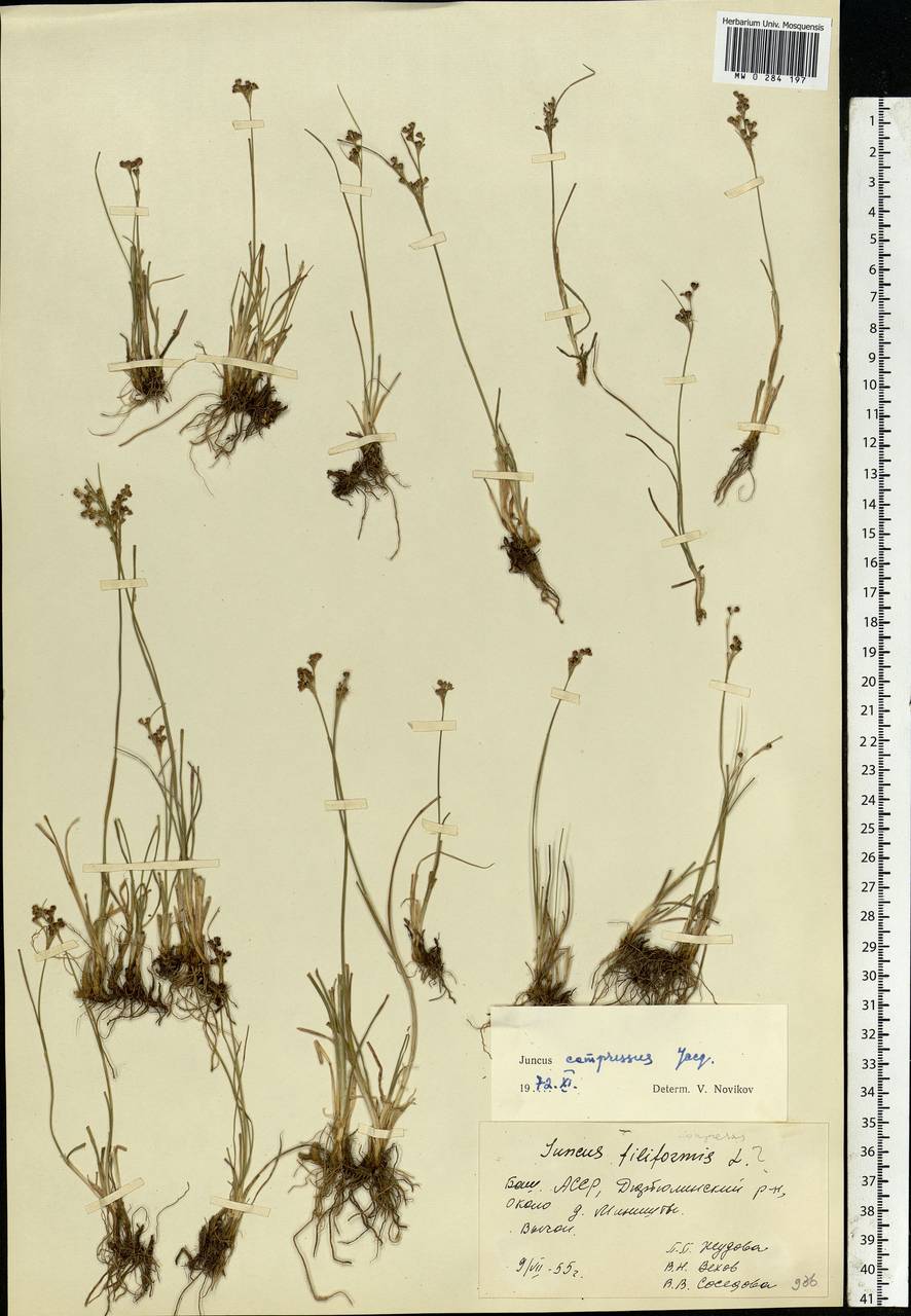Juncus compressus Jacq., Eastern Europe, Eastern region (E10) (Russia)
