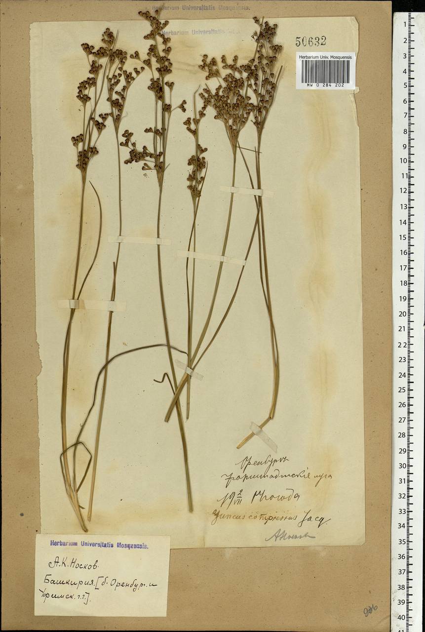 Juncus compressus Jacq., Eastern Europe, Eastern region (E10) (Russia)