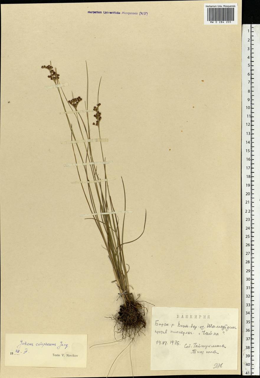 Juncus compressus Jacq., Eastern Europe, Eastern region (E10) (Russia)