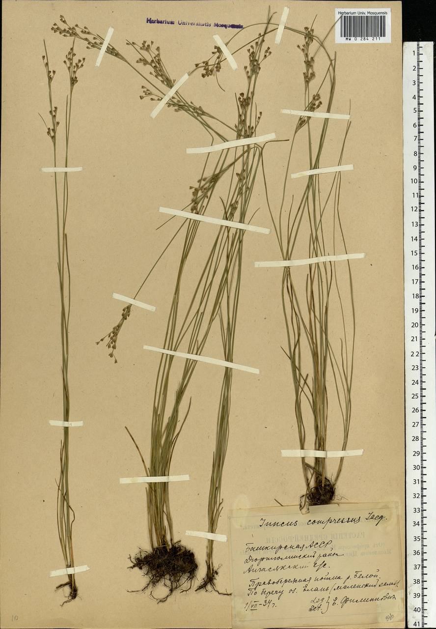 Juncus compressus Jacq., Eastern Europe, Eastern region (E10) (Russia)