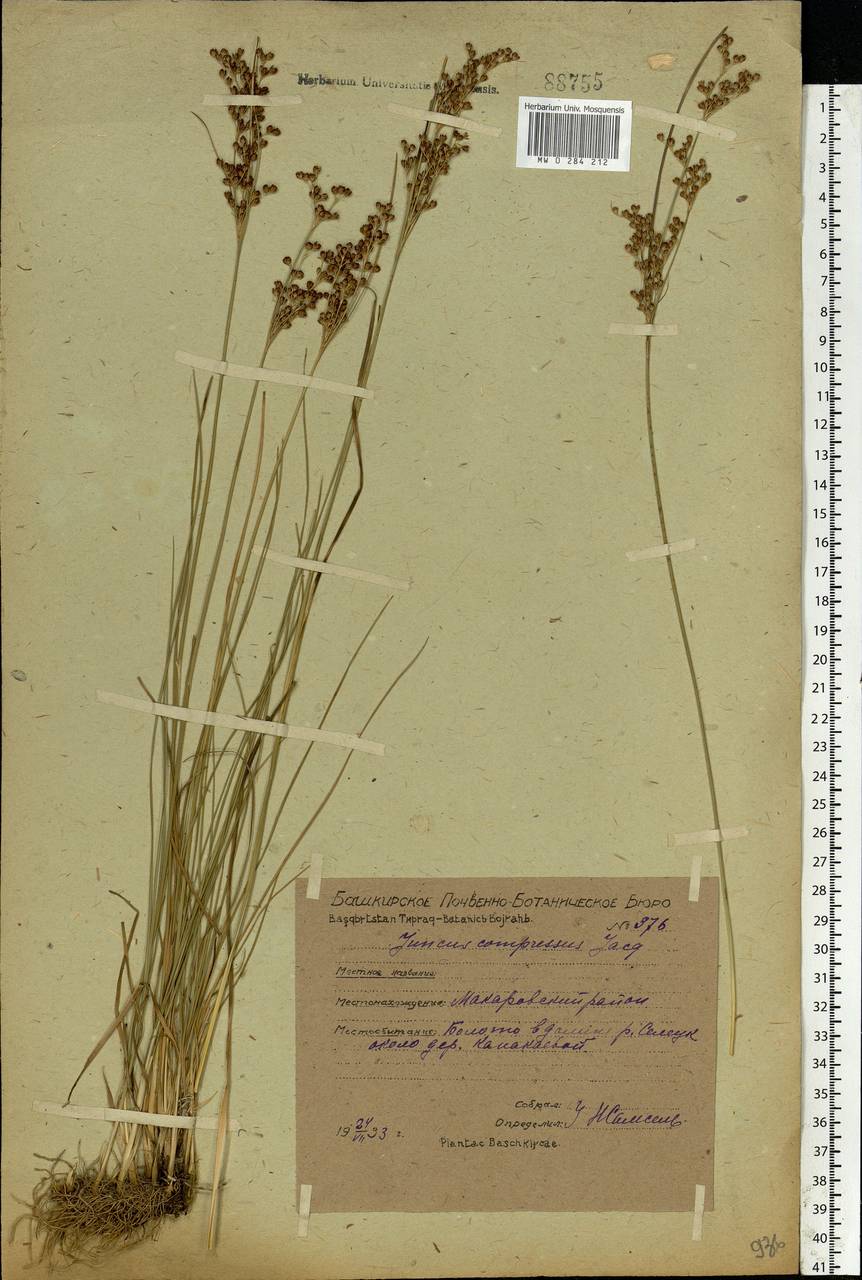 Juncus compressus Jacq., Eastern Europe, Eastern region (E10) (Russia)