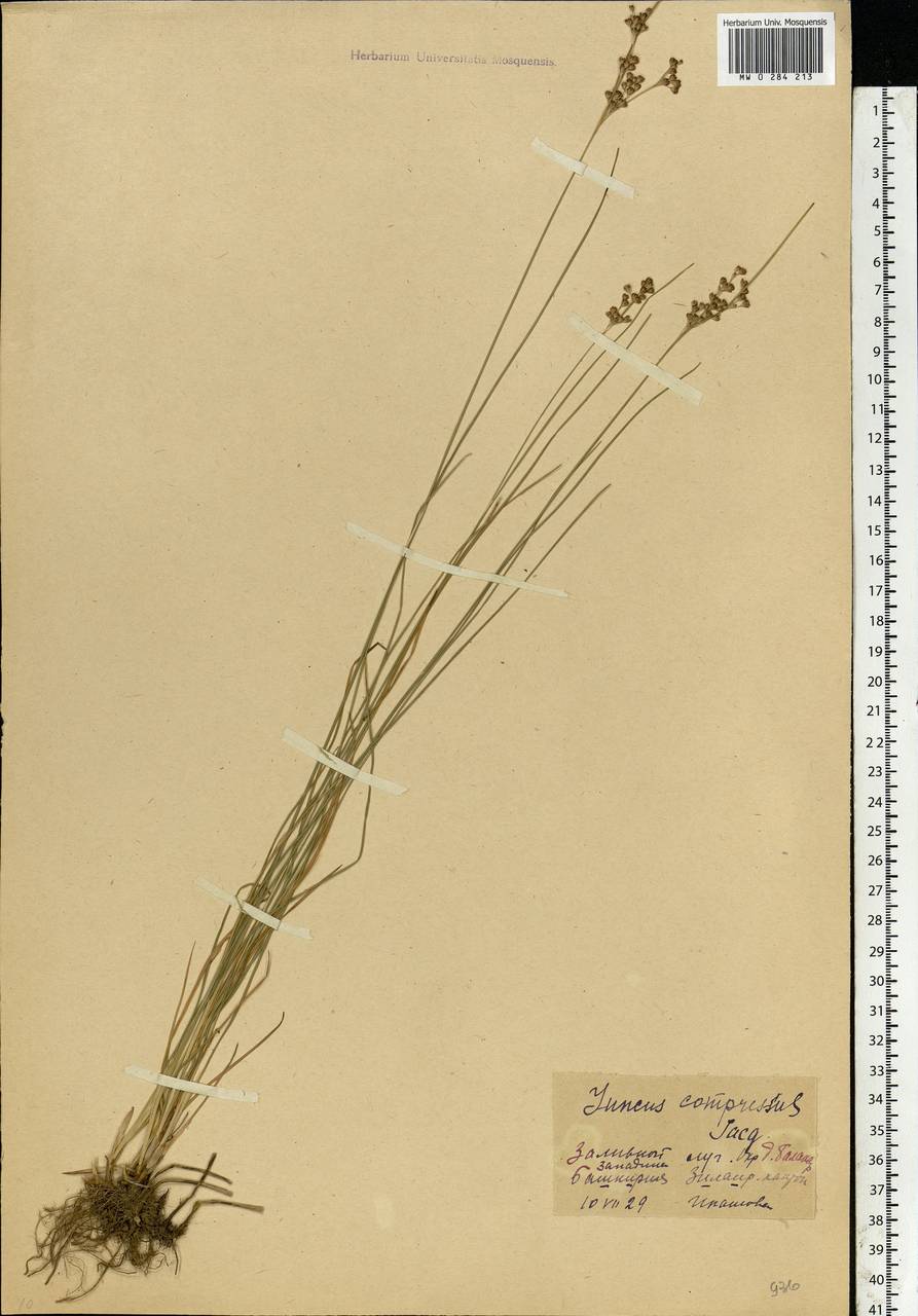 Juncus compressus Jacq., Eastern Europe, Eastern region (E10) (Russia)