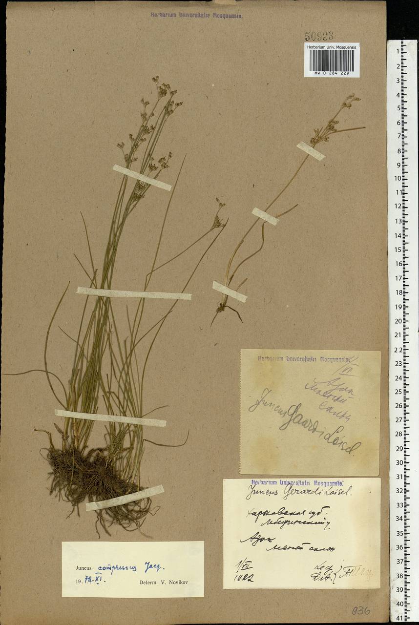 Juncus compressus Jacq., Eastern Europe, North Ukrainian region (E11) (Ukraine)