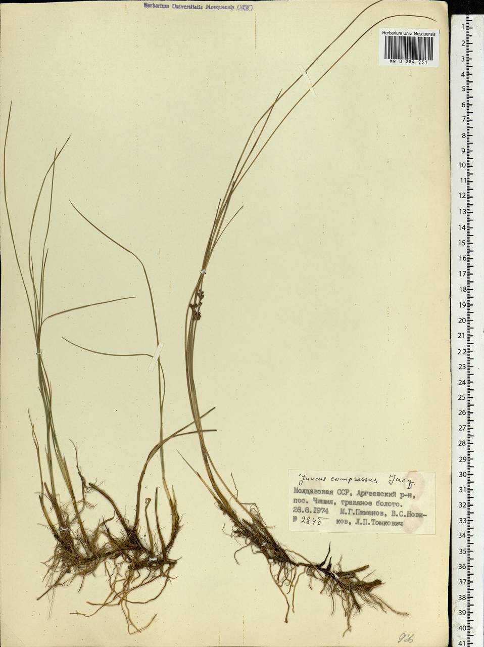 Juncus compressus Jacq., Eastern Europe, Moldova (E13a) (Moldova)