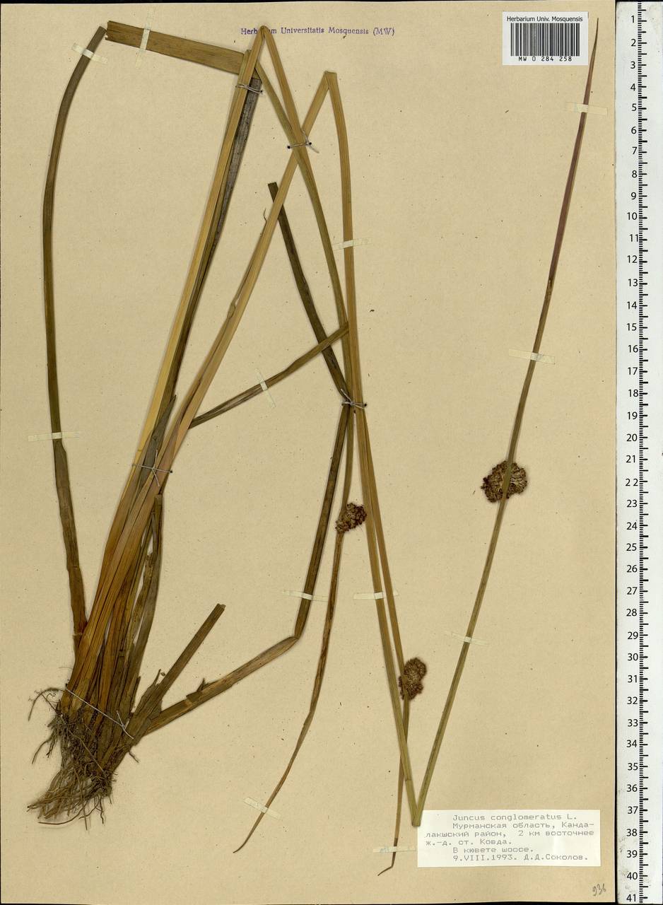 Juncus conglomeratus L., Eastern Europe, Northern region (E1) (Russia)