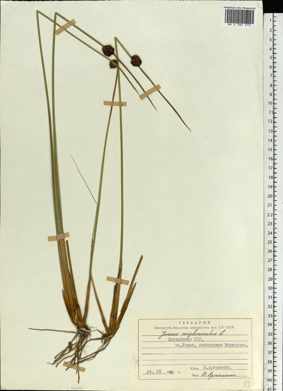 Juncus conglomeratus L., Eastern Europe, Latvia (E2b) (Latvia)