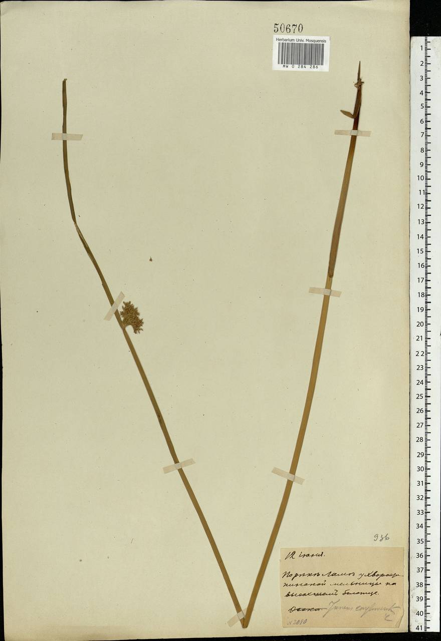 Juncus conglomeratus L., Eastern Europe, Moscow region (E4a) (Russia)
