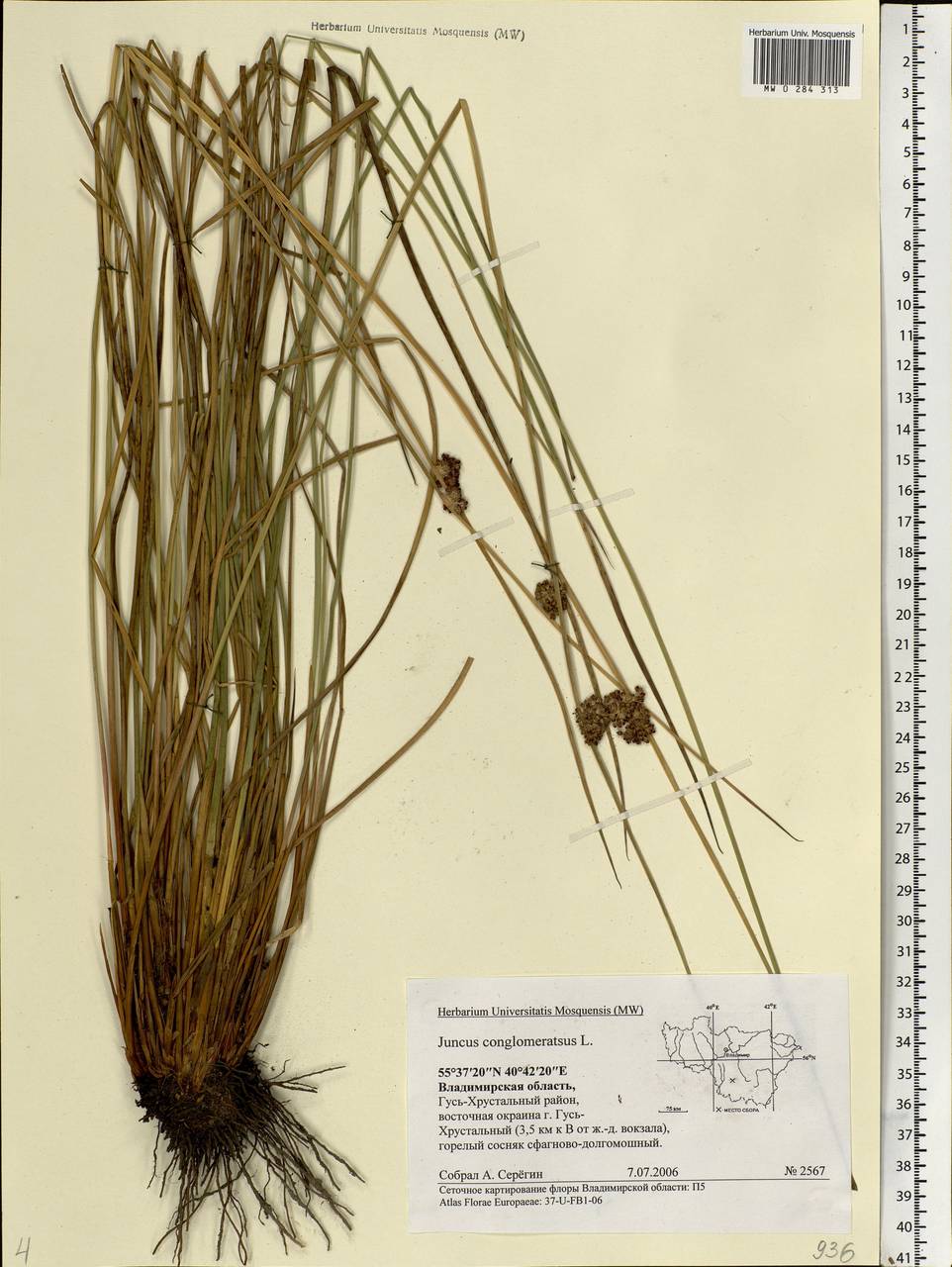 Juncus conglomeratus L., Eastern Europe, Central region (E4) (Russia)