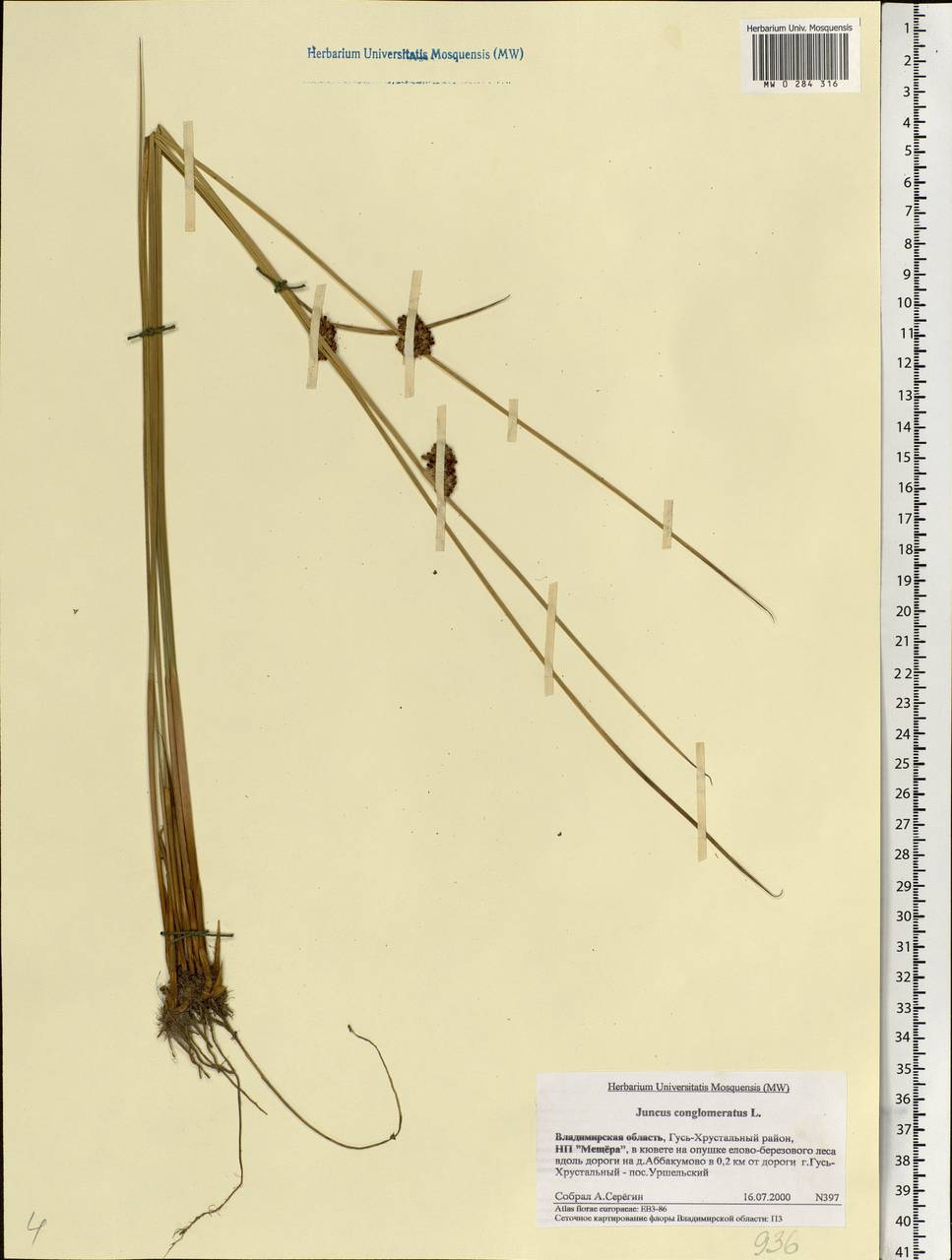 Juncus conglomeratus L., Eastern Europe, Central region (E4) (Russia)