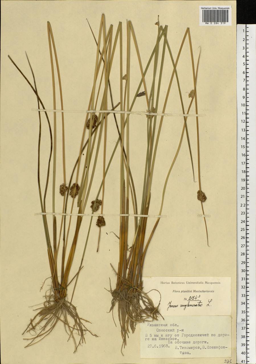 Juncus conglomeratus L., Eastern Europe, Central region (E4) (Russia)