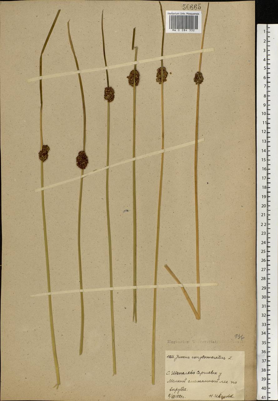 Juncus conglomeratus L., Eastern Europe, Moscow region (E4a) (Russia)