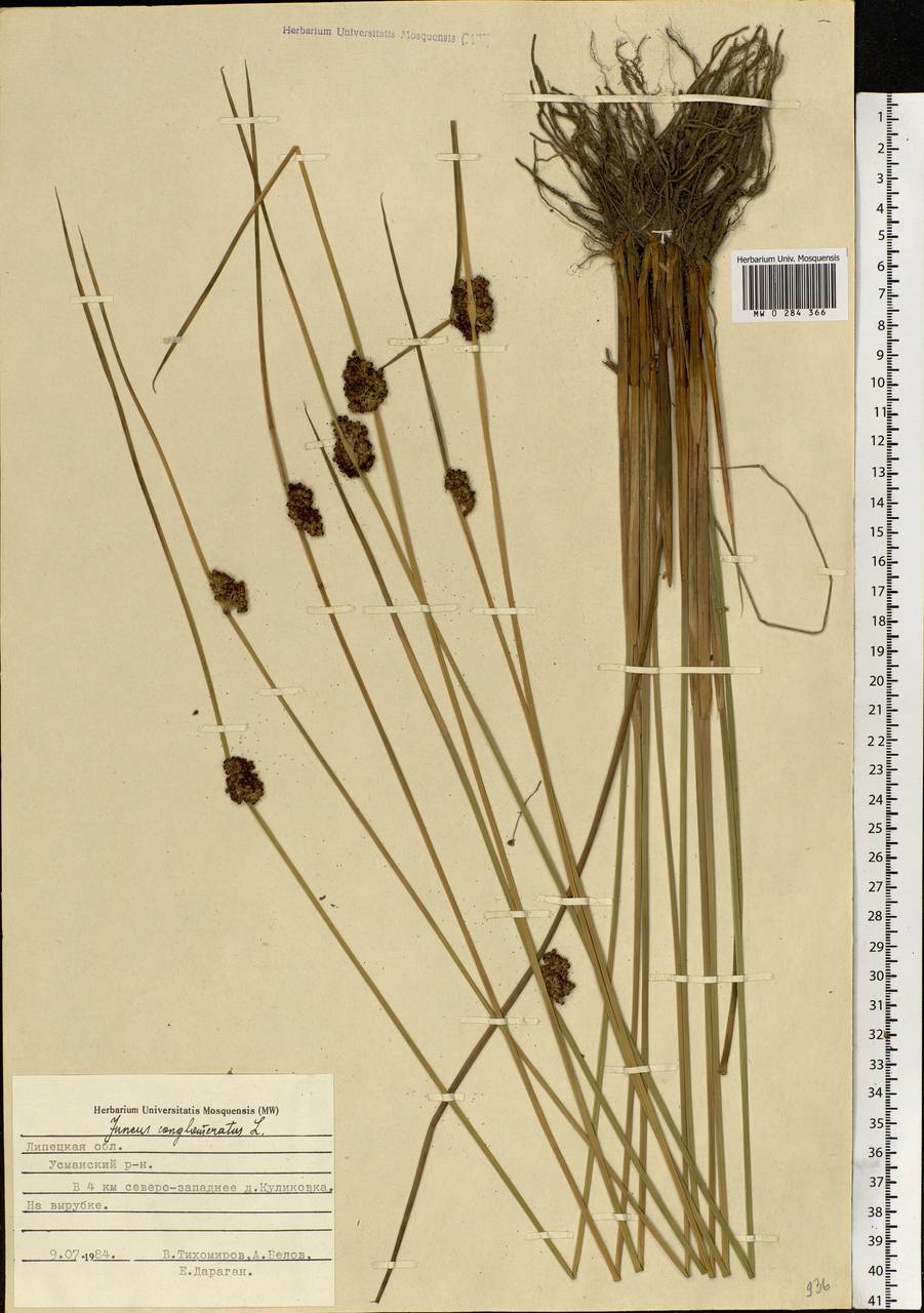 Juncus conglomeratus L., Eastern Europe, Central forest-and-steppe region (E6) (Russia)