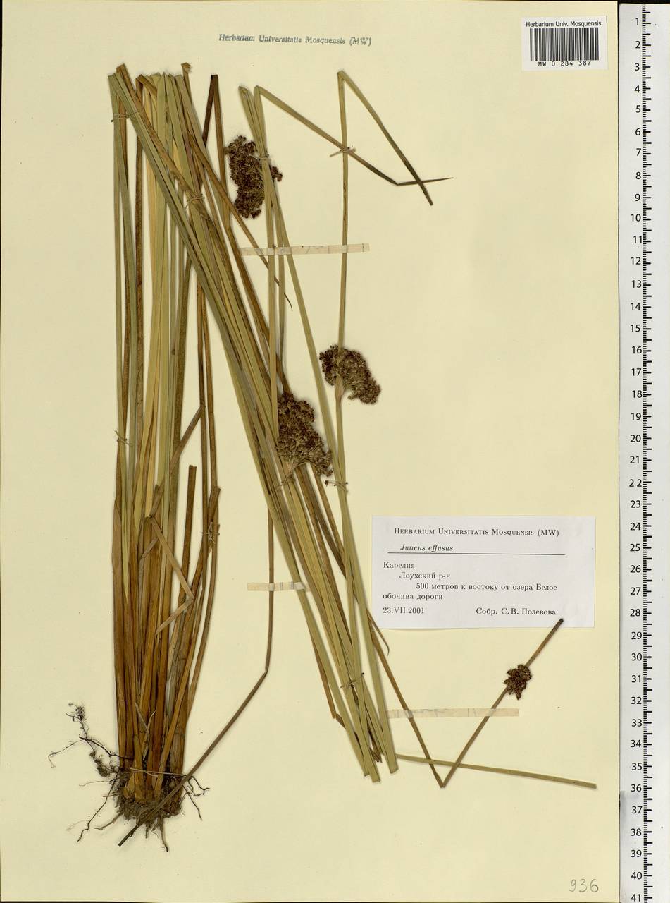 Juncus effusus L., Eastern Europe, Northern region (E1) (Russia)