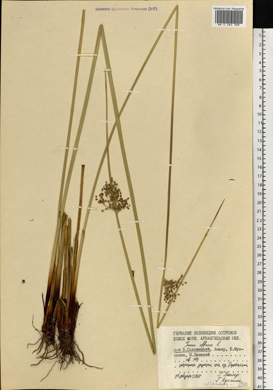 Juncus effusus L., Eastern Europe, Northern region (E1) (Russia)