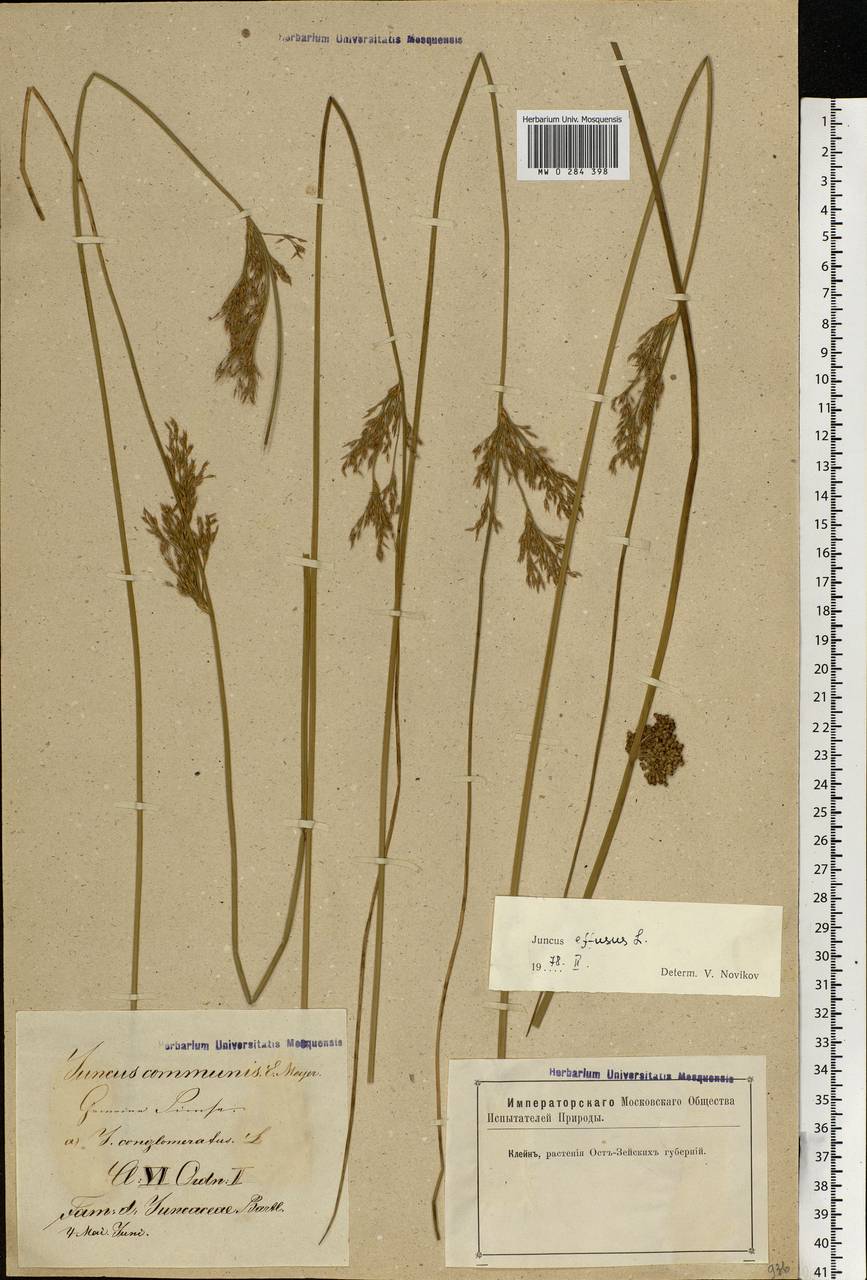 Juncus effusus L., Eastern Europe, Latvia (E2b) (Latvia)