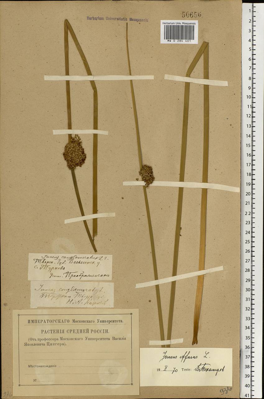 Juncus effusus L., Eastern Europe, North-Western region (E2) (Russia)