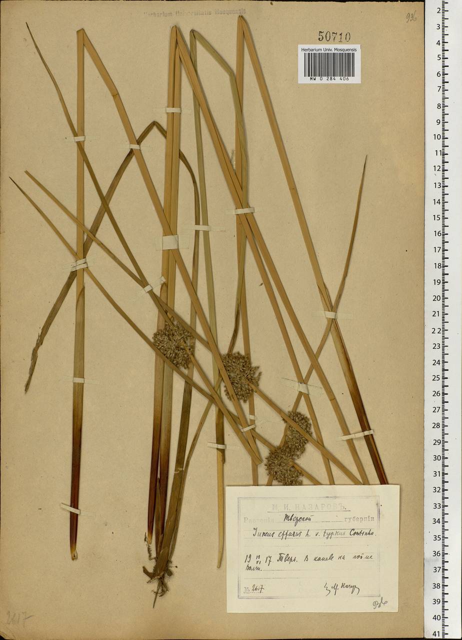 Juncus effusus L., Eastern Europe, North-Western region (E2) (Russia)