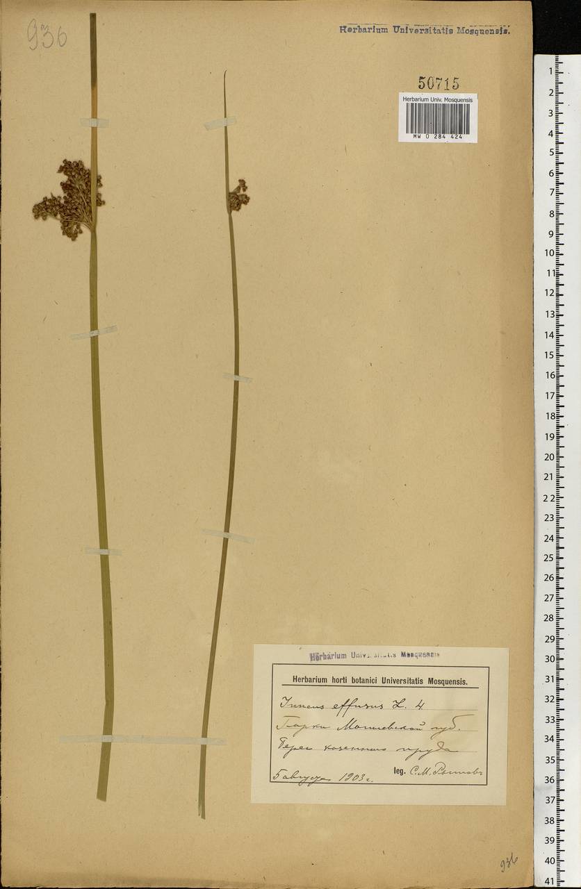 Juncus effusus L., Eastern Europe, Belarus (E3a) (Belarus)