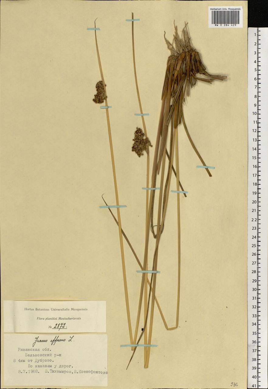 Juncus effusus L., Eastern Europe, Central region (E4) (Russia)