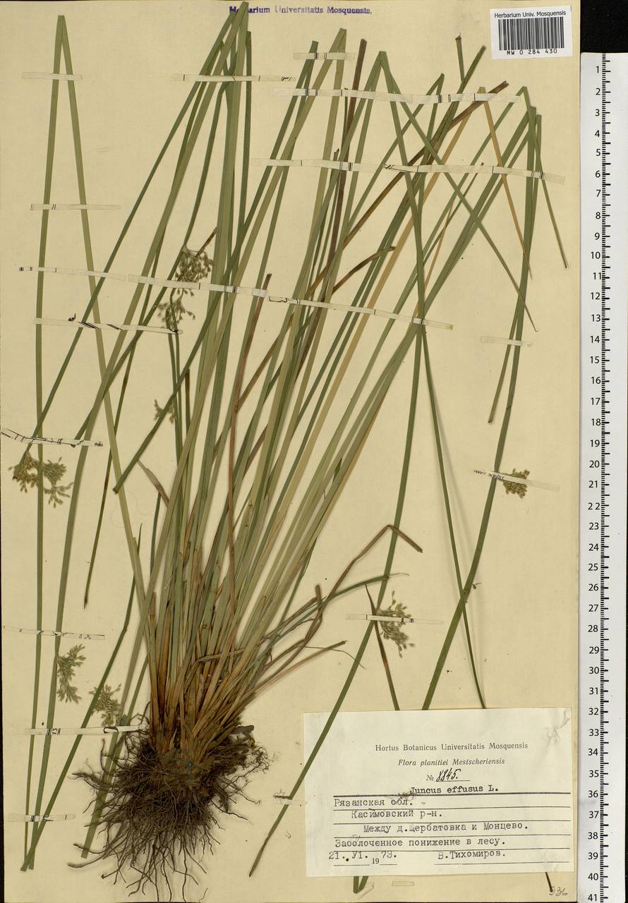Juncus effusus L., Eastern Europe, Central region (E4) (Russia)