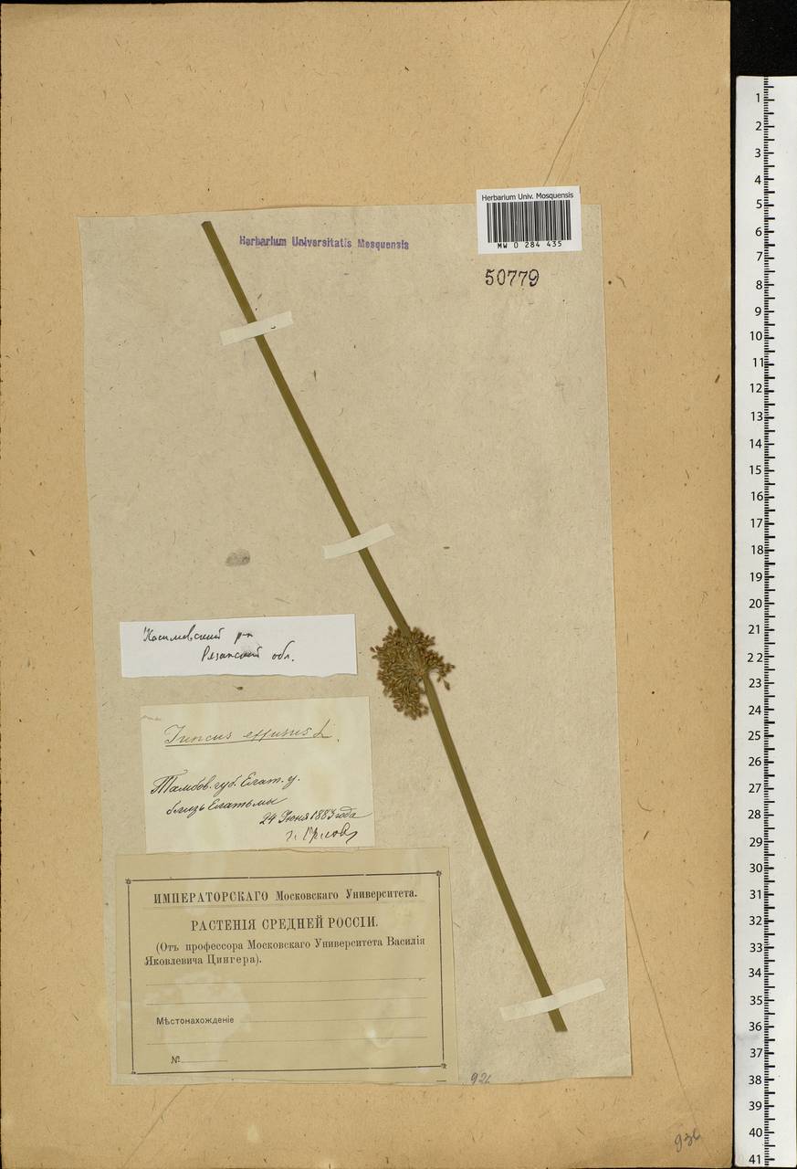Juncus effusus L., Eastern Europe, Central region (E4) (Russia)