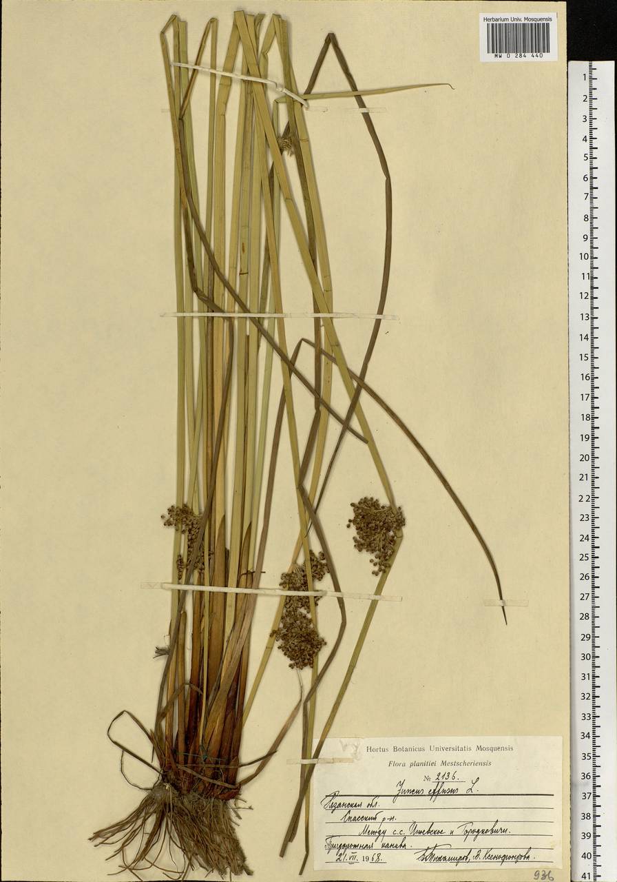 Juncus effusus L., Eastern Europe, Central region (E4) (Russia)