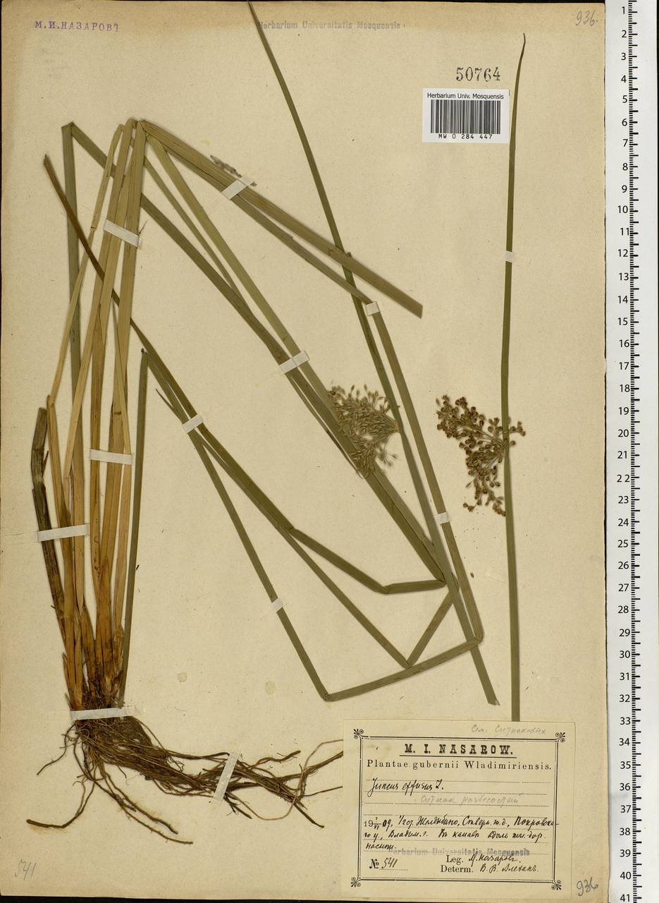 Juncus effusus L., Eastern Europe, Central region (E4) (Russia)