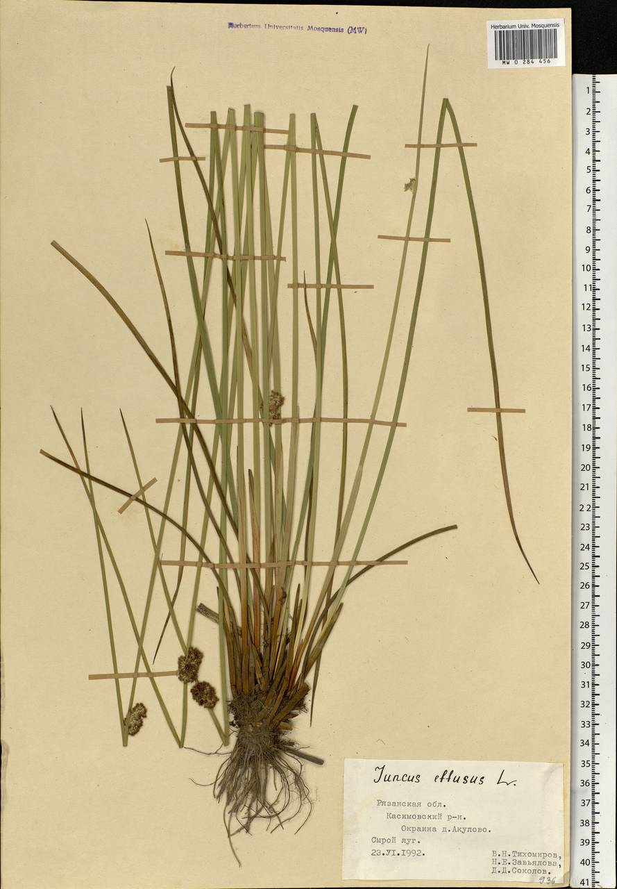 Juncus effusus L., Eastern Europe, Central region (E4) (Russia)
