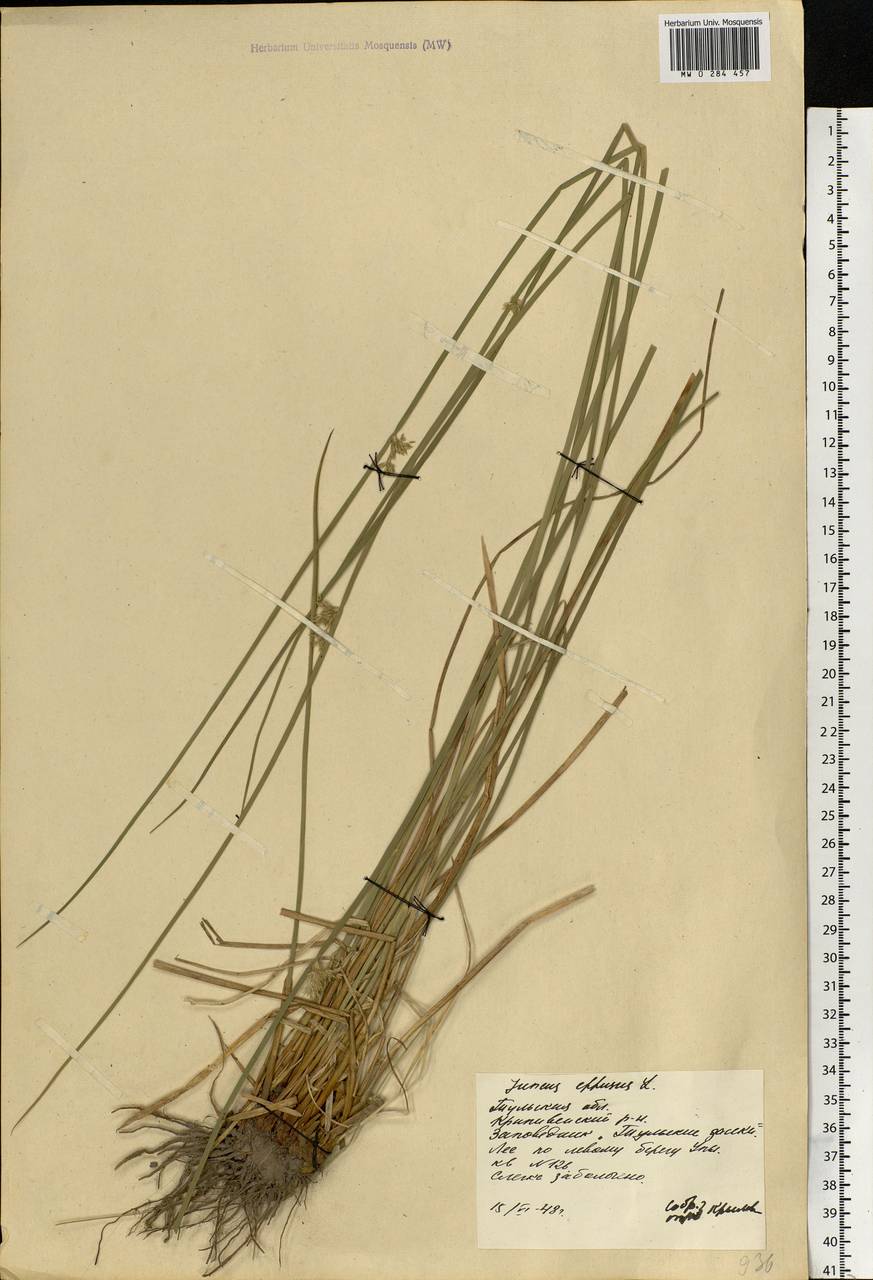 Juncus effusus L., Eastern Europe, Central region (E4) (Russia)