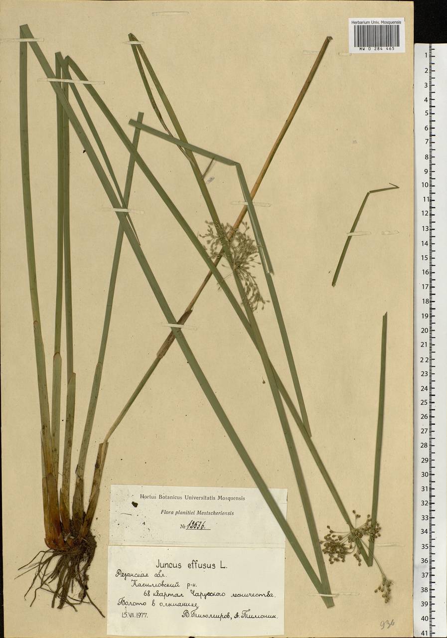 Juncus effusus L., Eastern Europe, Central region (E4) (Russia)