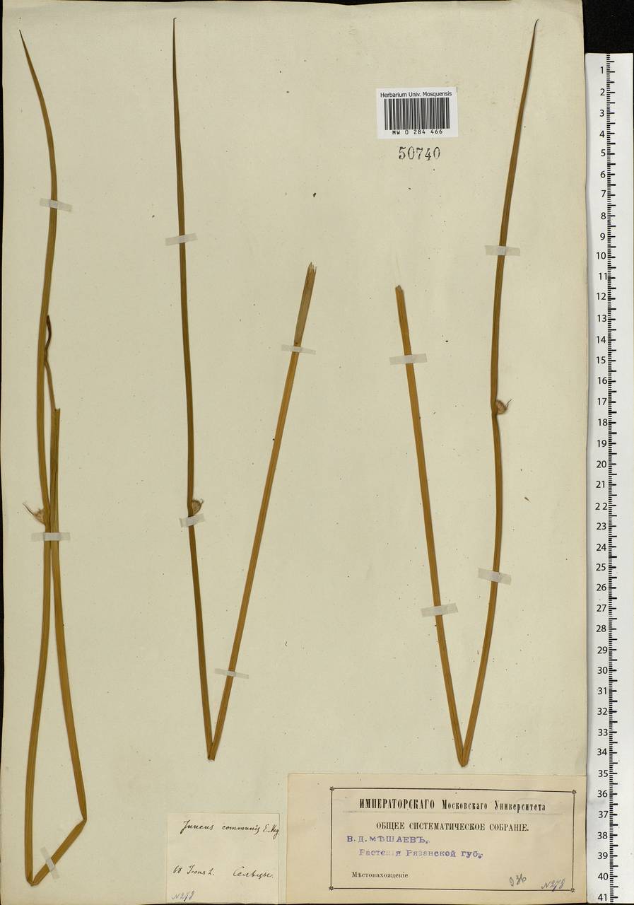 Juncus effusus L., Eastern Europe, Central region (E4) (Russia)