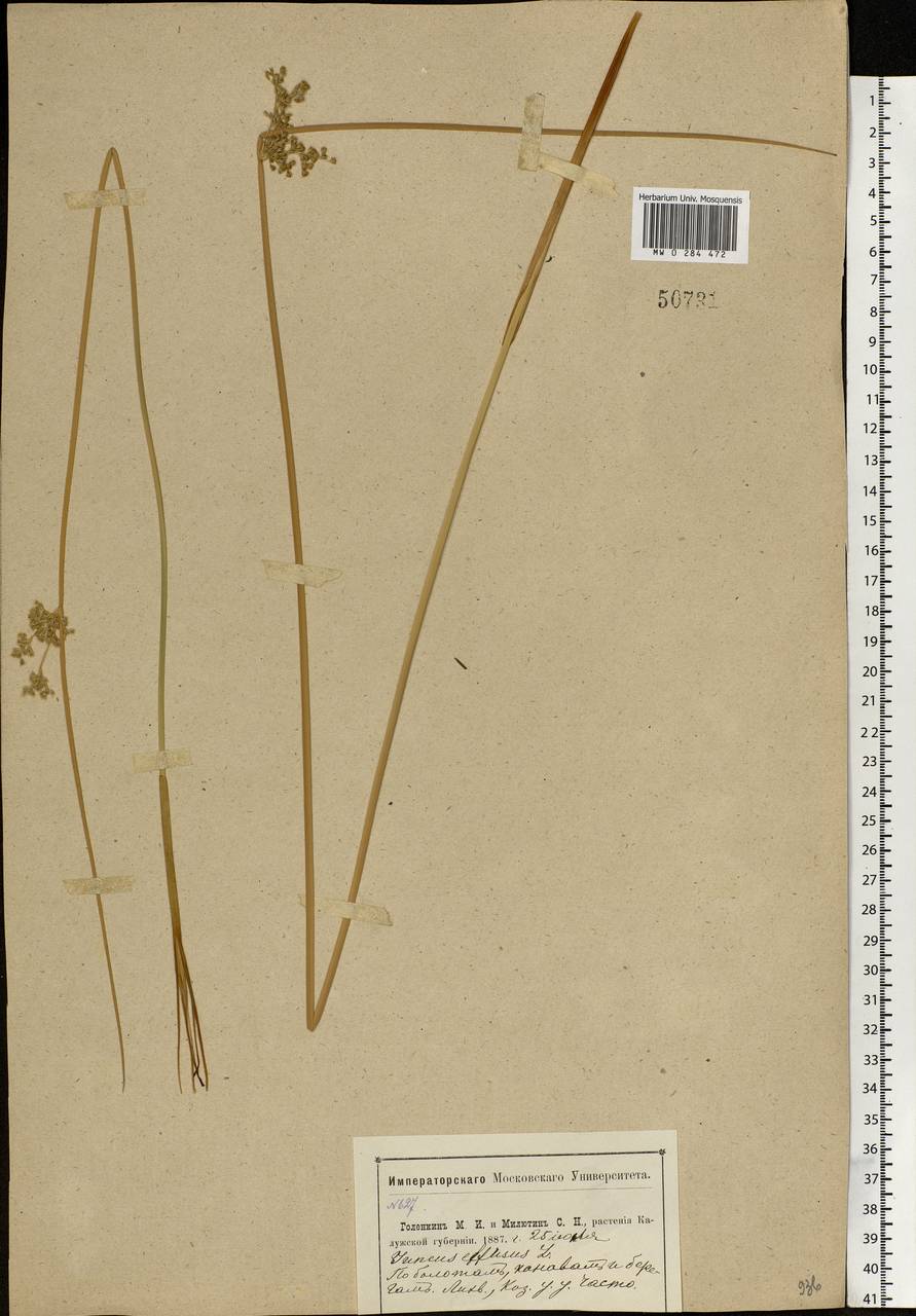 Juncus effusus L., Eastern Europe, Central region (E4) (Russia)